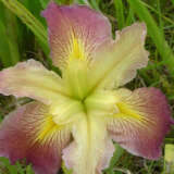 Louisiana Iris Southerner Pklirsou - Garden Express Australia
