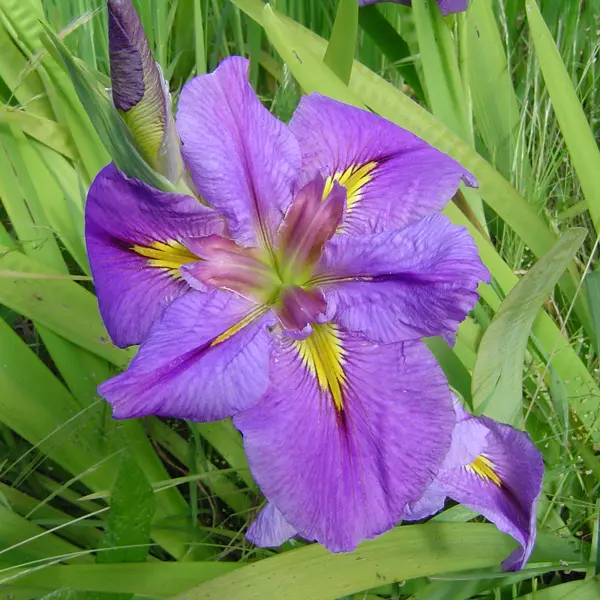 Louisiana Iris Wine And Dine