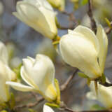 Magnolia Goldfinch Tremaggfi - Garden Express Australia