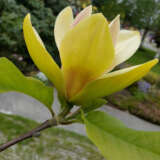 Magnolia Sunsation Tremagsun - Garden Express Australia