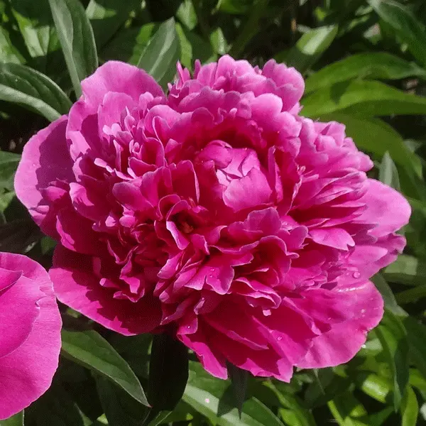 Peony Rose Karl Rosenfield