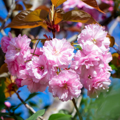Prunus Pink Perfection Trepruppe - Garden Express Australia