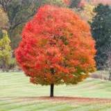 Sugar Maple 25 Tsesugmap - Garden Express Australia