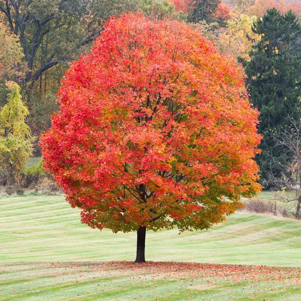 Sugar Maple