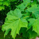 Sugar Maple