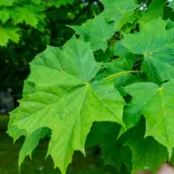 Sugar Maple Sugar Maple