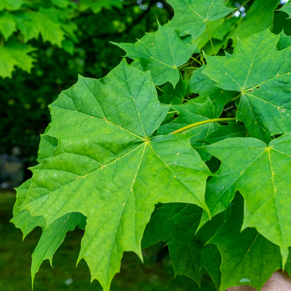 Sugar Maple