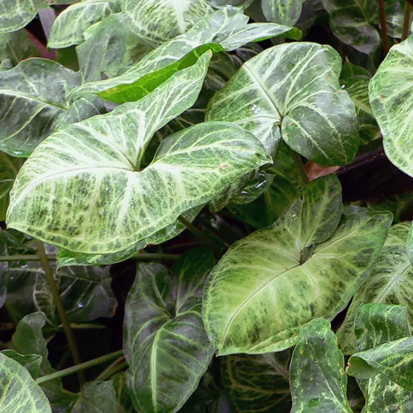 Syngonium Robusta