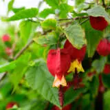 Abutilon Little Imp Lpoabulim - Garden Express Australia