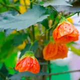 Abutilon Orange Lpoabuora - Garden Express Australia