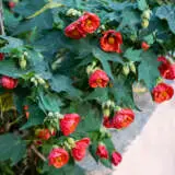 Abutilon Red Emperor Lpoaburem - Garden Express Australia