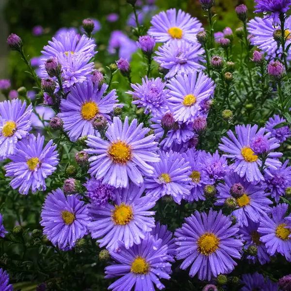 Aster Tonga Purple