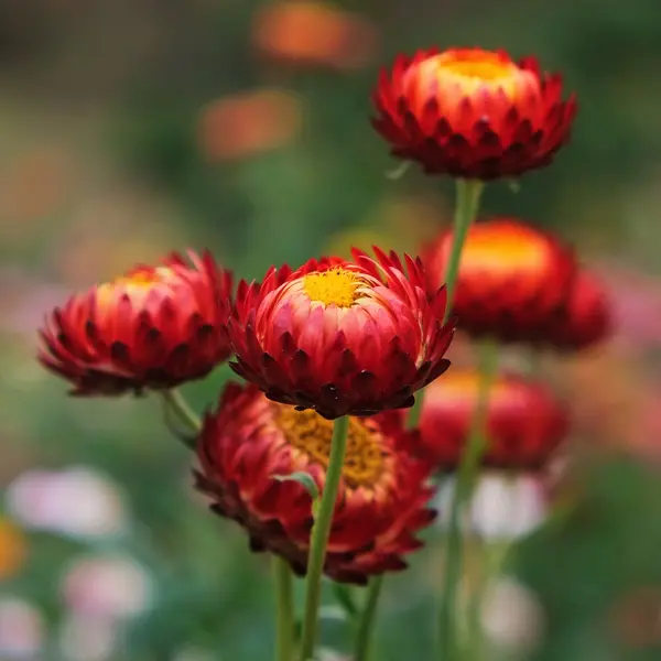 Bracteantha Copper Red