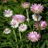 Bracteantha Silvery Rose P68brasro - Garden Express Australia