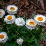 Bracteantha White P68brawhi - Garden Express Australia