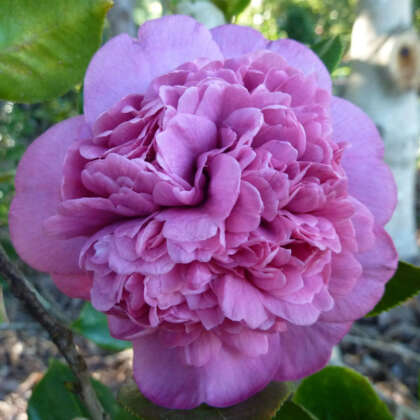 Camellia Dona Herzilla De Freitas Magalhaes Courtesy Camellia Glen Lpocamdhe - Garden Express Australia