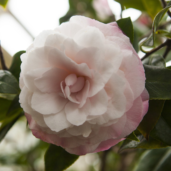 Camellia Nuccios Pearl