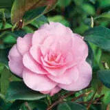 Camellia Water Lily Lpocamwli - Garden Express Australia