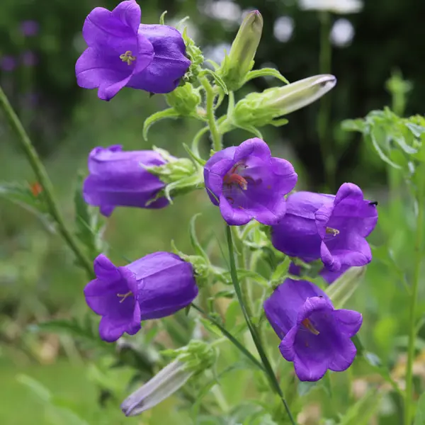 Campanula Canterbury Bells Blue