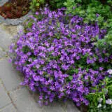 Campanula Dalmation Bellflower P68camdbf - Garden Express Australia