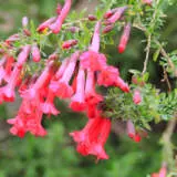 Cantua Buxifolia Sacred Flower Of The Incas Lpocanbux - Garden Express Australia