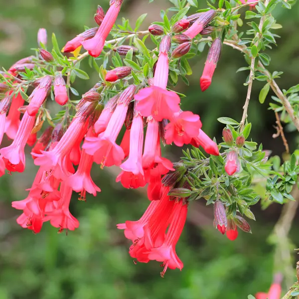 Cantua Buxifolia- Sacred Flower Of The Incas