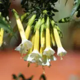 Cantua Golden Inca Lpocangin - Garden Express Australia