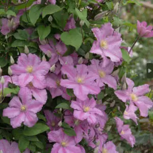 Understanding The Different Types Of Clematis Clematis Comtesse De Bouchard P10clecdb - Garden Express Australia