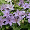Understanding the Different Types of Clematis Clematis Minister P10clemin - Garden Express Australia