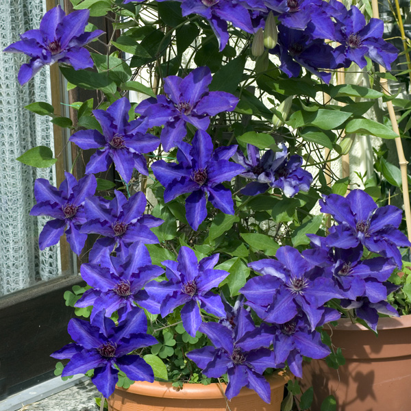 Clematis The President P10cletpr