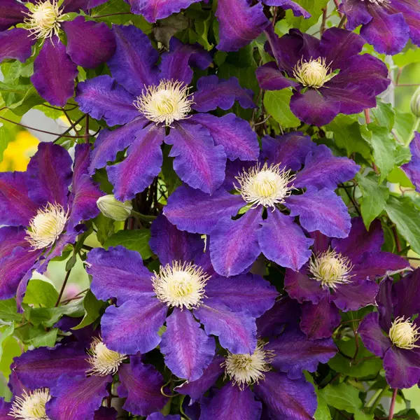 Clematis The Vagabond Clematis The Vagabond