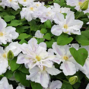 Understanding The Different Types Of Clematis Clematis Veronicas Choice P10clevch - Garden Express Australia