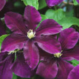 Clematis Viticella Etoile Violette P10clevev - Garden Express Australia