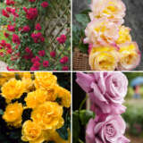 Climbing Rose Collection 4 Roses Colrosclc - Garden Express Australia