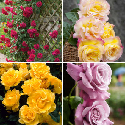 Climbing Rose Collection 4 Roses Colrosclc - Garden Express Australia
