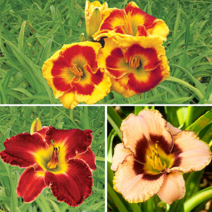 Daylily Winter Collection 1 Coldliwc1 - Garden Express Australia