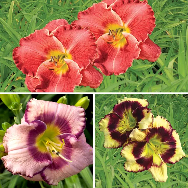 Daylily Winter Collection 2 Daylily Winter Collection 2
