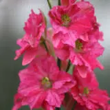 Delphinium Delqis Carmine P68deldca - Garden Express Australia