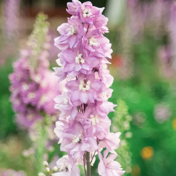 Delphinium Dwarf Cherry Blossom