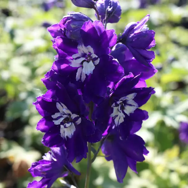 Delphinium King Arthur Delphinium King Arthur