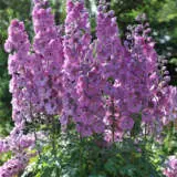 Delphinium Lilac Pink P68dellpi - Garden Express Australia
