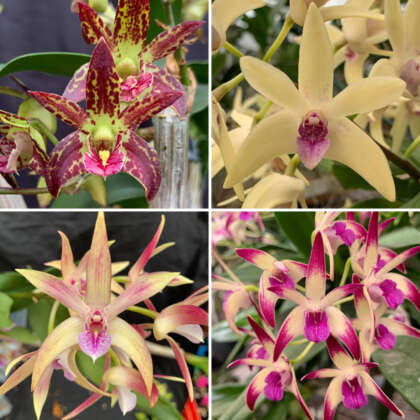 Dendrobium Orchid Collection 1 Coldorco1 - Garden Express Australia