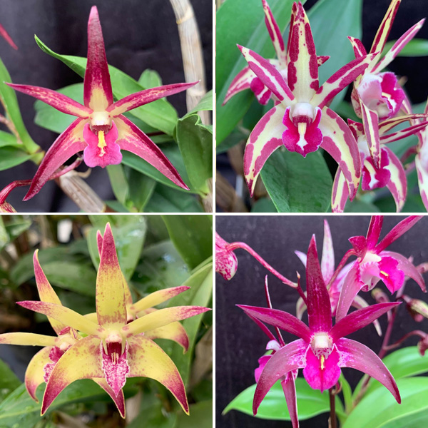 Dendrobium Orchid Collection 2- 4 Plants