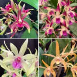 Dendrobium Orchid Collection 3- 4 Plants Dendrobium Orchid Collection 3- 4 Plants