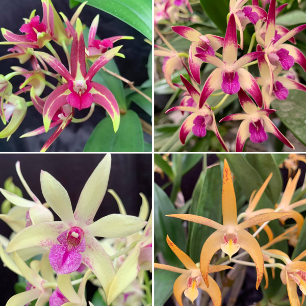 Dendrobium Orchid Collection 3- 4 Plants
