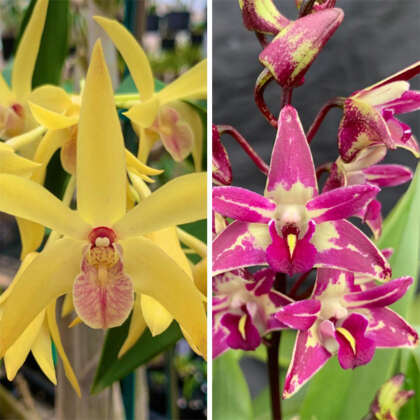 Dendrobium Orchid Lustrous ‘uluru Orange’ X Cobber ‘lavender And Lime’ Lpodorluo - Garden Express Australia
