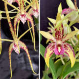 Dendrobium Orchid Saigon Spirit Lpodorssp - Garden Express Australia