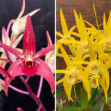 Dendrobium Orchid Saigon Sunset Lpodorssu - Garden Express Australia
