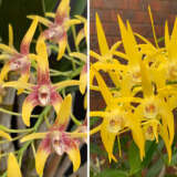 Dendrobium Orchid Saigon Sunshine Lpodorssh - Garden Express Australia