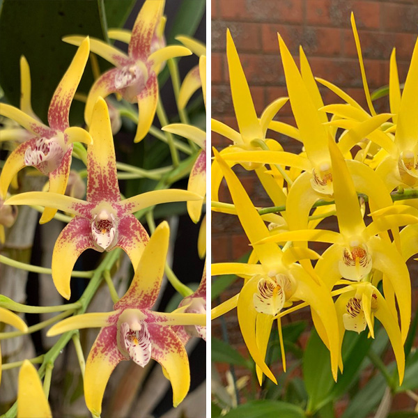 Dendrobium Orchid Saigon Sunshine